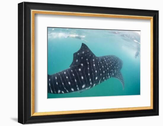 Whale Shark (Rhincodon Typus), Underwater with Snorkelers Off El Mogote, Near La Paz-Michael Nolan-Framed Photographic Print