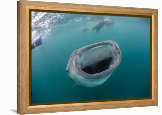 Whale Shark (Rhincodon Typus), Underwater with Snorkelers Off El Mogote, Near La Paz-Michael Nolan-Framed Premier Image Canvas