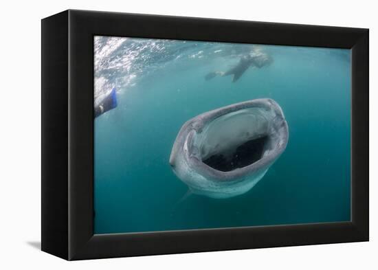 Whale Shark (Rhincodon Typus), Underwater with Snorkelers Off El Mogote, Near La Paz-Michael Nolan-Framed Premier Image Canvas