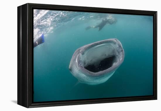 Whale Shark (Rhincodon Typus), Underwater with Snorkelers Off El Mogote, Near La Paz-Michael Nolan-Framed Premier Image Canvas