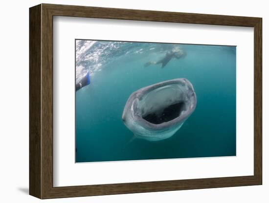 Whale Shark (Rhincodon Typus), Underwater with Snorkelers Off El Mogote, Near La Paz-Michael Nolan-Framed Photographic Print