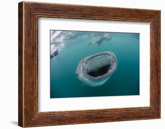 Whale Shark (Rhincodon Typus), Underwater with Snorkelers Off El Mogote, Near La Paz-Michael Nolan-Framed Photographic Print