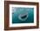 Whale Shark (Rhincodon Typus), Underwater with Snorkelers Off El Mogote, Near La Paz-Michael Nolan-Framed Photographic Print