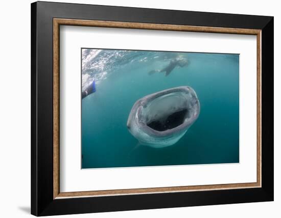 Whale Shark (Rhincodon Typus), Underwater with Snorkelers Off El Mogote, Near La Paz-Michael Nolan-Framed Photographic Print