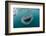 Whale Shark (Rhincodon Typus), Underwater with Snorkelers Off El Mogote, Near La Paz-Michael Nolan-Framed Photographic Print