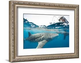 Whale shark, Sakatia Island, Madagascar, Indian Ocean, Africa-Dan Burton-Framed Photographic Print