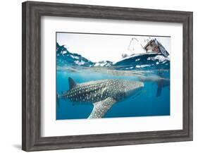 Whale shark, Sakatia Island, Madagascar, Indian Ocean, Africa-Dan Burton-Framed Photographic Print
