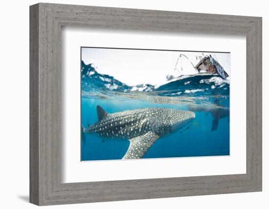 Whale shark, Sakatia Island, Madagascar, Indian Ocean, Africa-Dan Burton-Framed Photographic Print