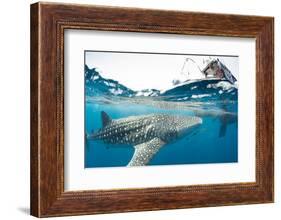 Whale shark, Sakatia Island, Madagascar, Indian Ocean, Africa-Dan Burton-Framed Photographic Print