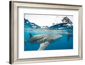 Whale shark, Sakatia Island, Madagascar, Indian Ocean, Africa-Dan Burton-Framed Photographic Print