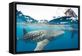 Whale shark, Sakatia Island, Madagascar, Indian Ocean, Africa-Dan Burton-Framed Premier Image Canvas