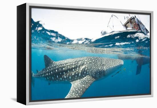Whale shark, Sakatia Island, Madagascar, Indian Ocean, Africa-Dan Burton-Framed Premier Image Canvas
