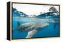 Whale shark, Sakatia Island, Madagascar, Indian Ocean, Africa-Dan Burton-Framed Premier Image Canvas