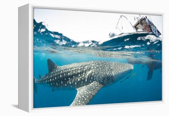 Whale shark, Sakatia Island, Madagascar, Indian Ocean, Africa-Dan Burton-Framed Premier Image Canvas