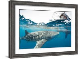 Whale shark, Sakatia Island, Madagascar, Indian Ocean, Africa-Dan Burton-Framed Photographic Print