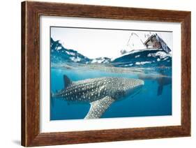 Whale shark, Sakatia Island, Madagascar, Indian Ocean, Africa-Dan Burton-Framed Photographic Print