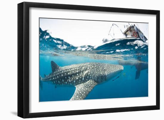 Whale shark, Sakatia Island, Madagascar, Indian Ocean, Africa-Dan Burton-Framed Photographic Print