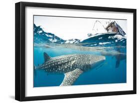 Whale shark, Sakatia Island, Madagascar, Indian Ocean, Africa-Dan Burton-Framed Photographic Print