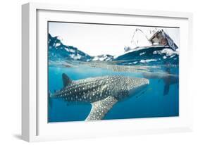 Whale shark, Sakatia Island, Madagascar, Indian Ocean, Africa-Dan Burton-Framed Photographic Print
