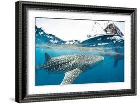 Whale shark, Sakatia Island, Madagascar, Indian Ocean, Africa-Dan Burton-Framed Photographic Print