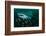 Whale shark swimming through a school of Goldband fusiliier-Sirachai Arunrugstichai-Framed Photographic Print