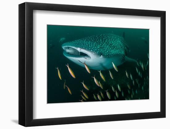 Whale shark swimming through a school of Goldband fusiliier-Sirachai Arunrugstichai-Framed Photographic Print