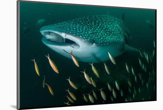 Whale shark swimming through a school of Goldband fusiliier-Sirachai Arunrugstichai-Mounted Photographic Print