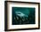 Whale shark swimming through a school of Goldband fusiliier-Sirachai Arunrugstichai-Framed Photographic Print