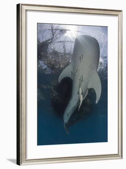 Whale Shark Swimming Up to the Surface with Remora Clinging to its Belly-Stocktrek Images-Framed Photographic Print