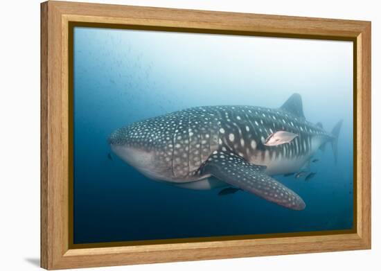 Whale Shark-Michele Westmorland-Framed Premier Image Canvas