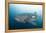 Whale Shark-Michele Westmorland-Framed Premier Image Canvas