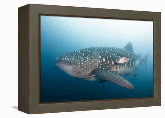 Whale Shark-Michele Westmorland-Framed Premier Image Canvas