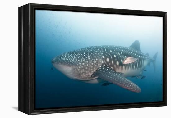 Whale Shark-Michele Westmorland-Framed Premier Image Canvas