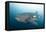 Whale Shark-Michele Westmorland-Framed Premier Image Canvas
