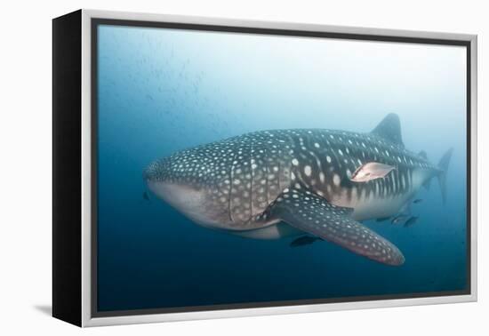 Whale Shark-Michele Westmorland-Framed Premier Image Canvas