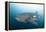 Whale Shark-Michele Westmorland-Framed Premier Image Canvas