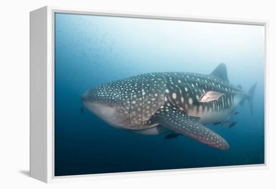 Whale Shark-Michele Westmorland-Framed Premier Image Canvas