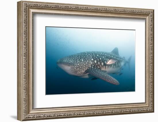 Whale Shark-Michele Westmorland-Framed Photographic Print