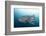 Whale Shark-Michele Westmorland-Framed Photographic Print