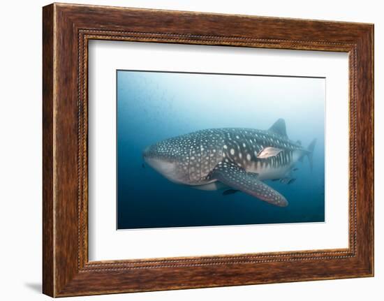 Whale Shark-Michele Westmorland-Framed Photographic Print