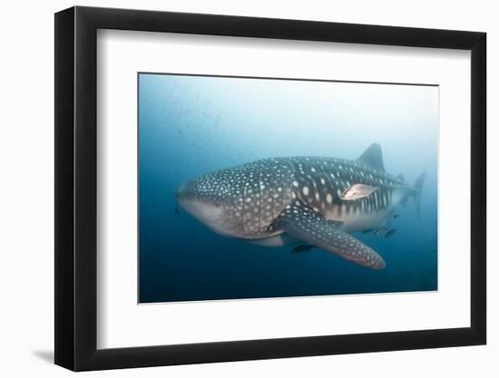 Whale Shark-Michele Westmorland-Framed Photographic Print