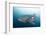 Whale Shark-Michele Westmorland-Framed Photographic Print