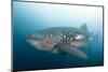 Whale Shark-Michele Westmorland-Mounted Photographic Print