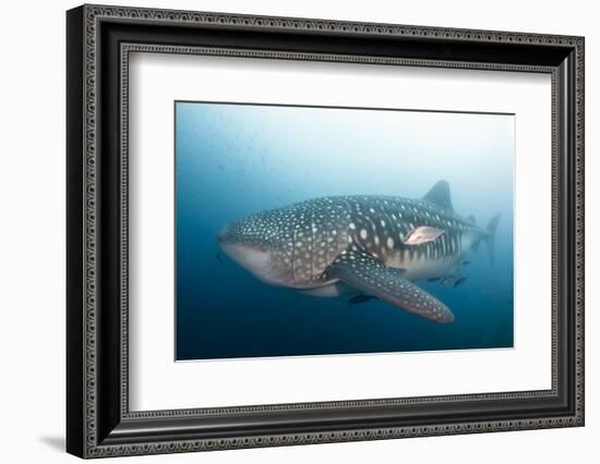 Whale Shark-Michele Westmorland-Framed Photographic Print