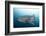 Whale Shark-Michele Westmorland-Framed Photographic Print