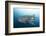 Whale Shark-Michele Westmorland-Framed Photographic Print