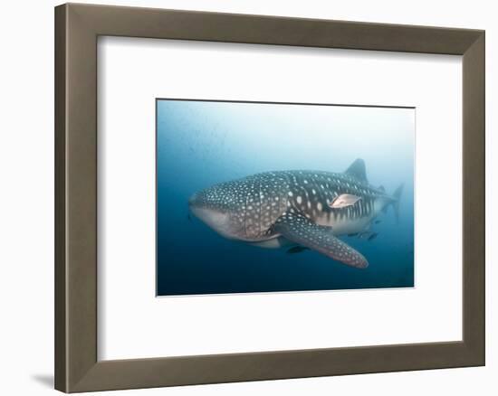 Whale Shark-Michele Westmorland-Framed Photographic Print