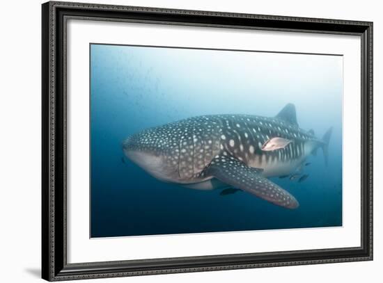 Whale Shark-Michele Westmorland-Framed Photographic Print