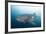 Whale Shark-Michele Westmorland-Framed Photographic Print