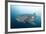 Whale Shark-Michele Westmorland-Framed Photographic Print